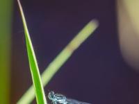 Fledermaus Azurjungfer Libelle Männchen